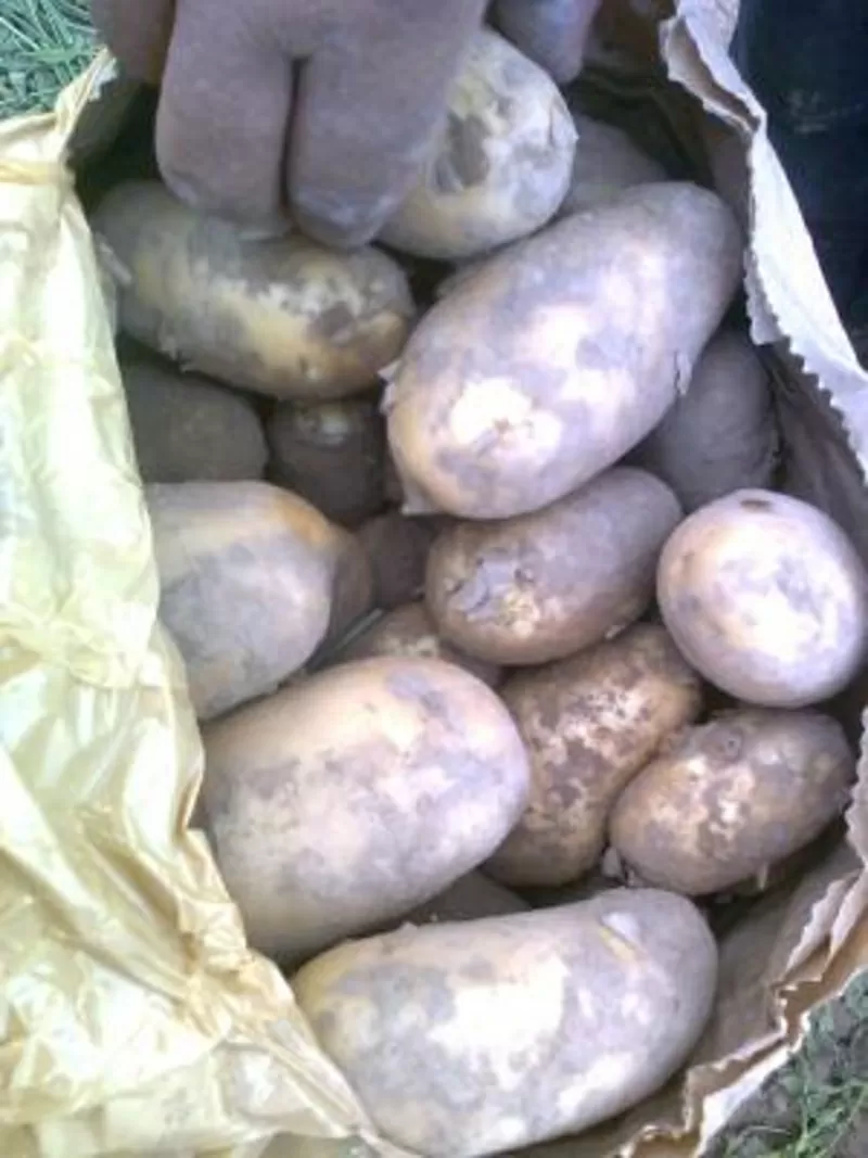 Продам моладой картошка в Иране  2