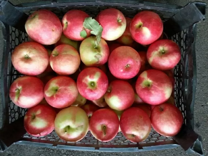 Яблока, виноград  4