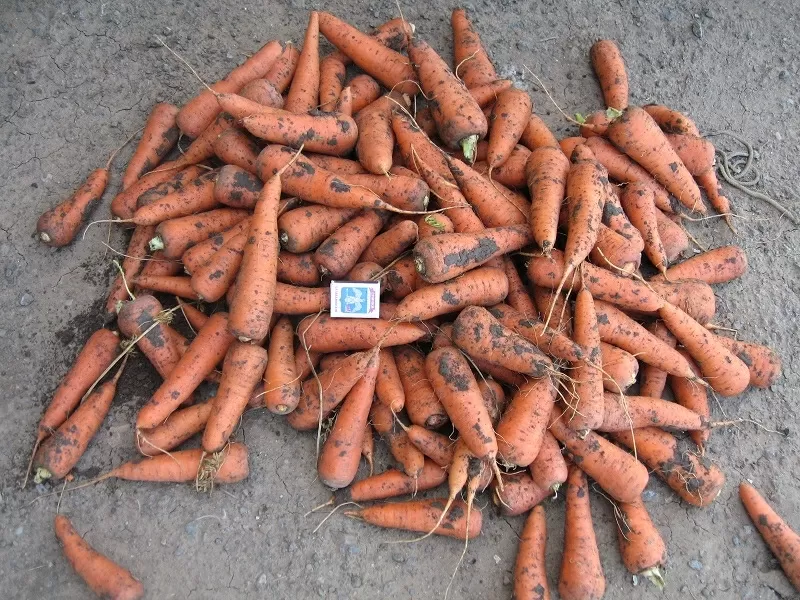 Морковь Абако 2